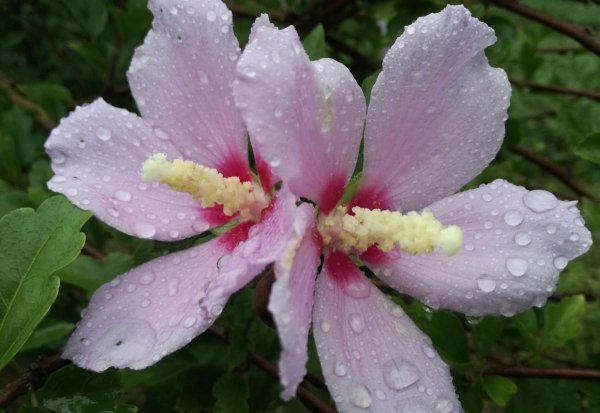 为什么家中不能养木槿