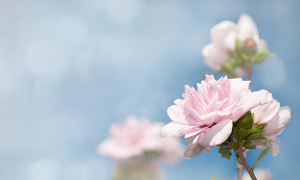 为什么家中不能养木槿