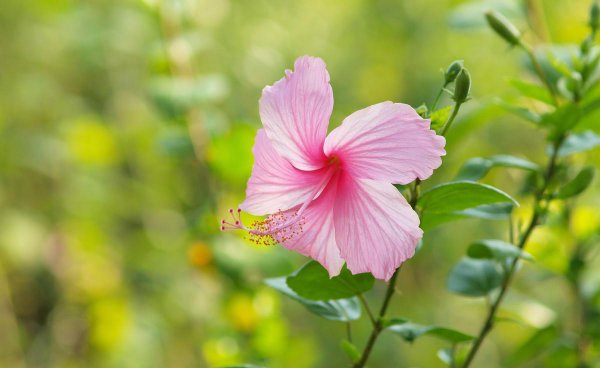 为什么家中不能养木槿