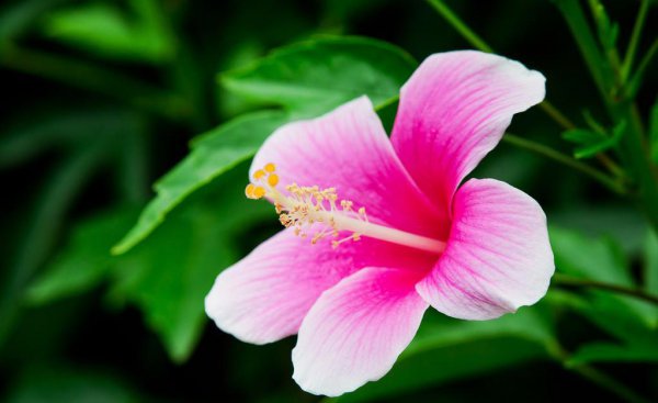 为什么家中不能养木槿