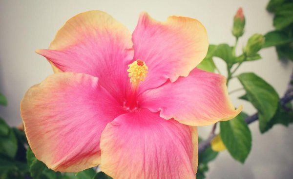 为什么家中不能养木槿