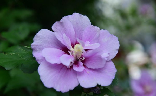 为什么家中不能养木槿