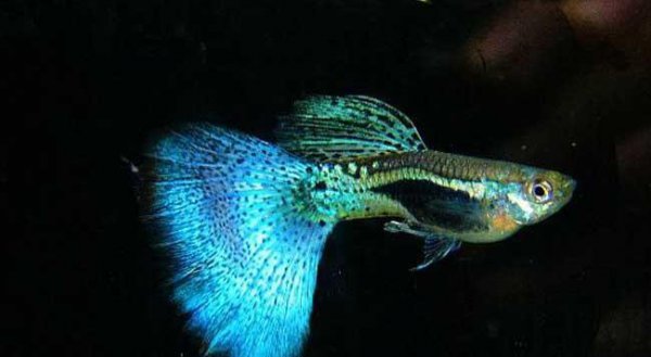 孔雀鱼喂什么食最好