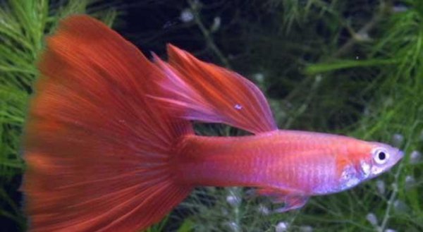 孔雀鱼喂什么食最好