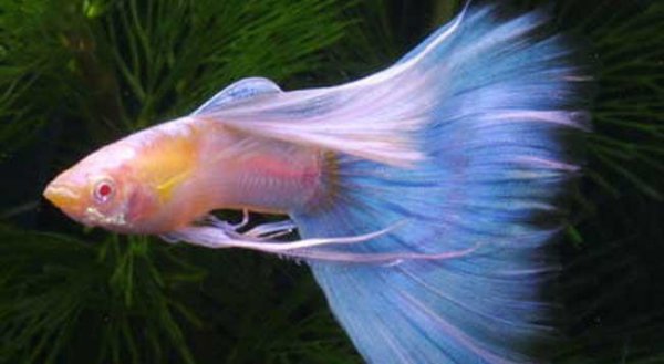 孔雀鱼喂什么食最好