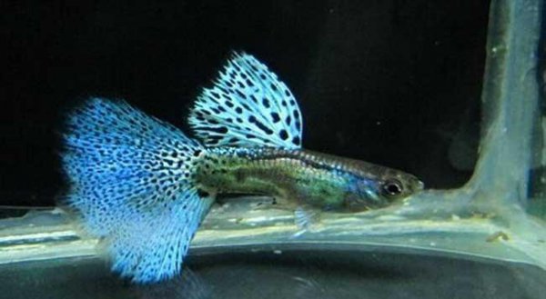 孔雀鱼喂什么食最好