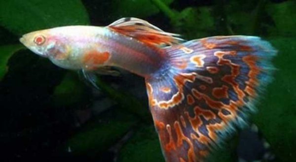 孔雀鱼喂什么食最好