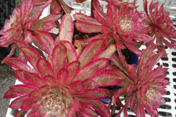 红覆轮和美杜莎区别