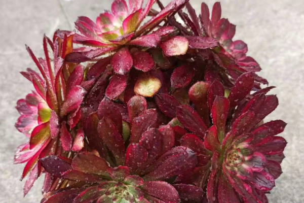 红覆轮和美杜莎区别