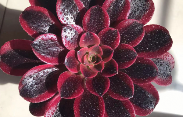 红覆轮和美杜莎区别