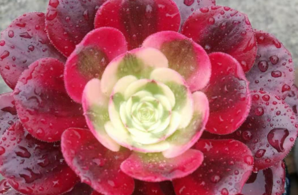 红覆轮和美杜莎区别