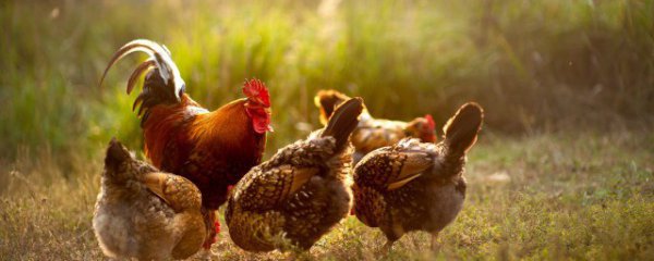 养鸡怎么判断公母