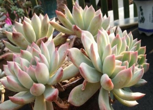 荷花多肉的养殖方法和注意事项