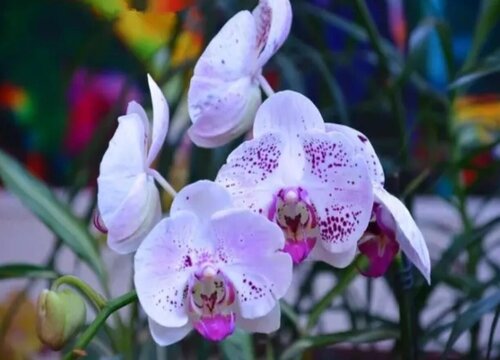 蝴蝶兰开出花后最怕什么呢
