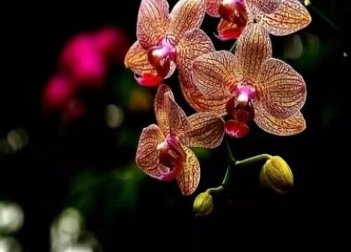 蝴蝶兰开出花后最怕什么呢