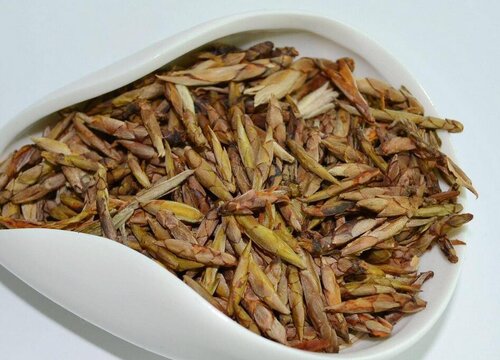 老鹰茶是什么树的叶子