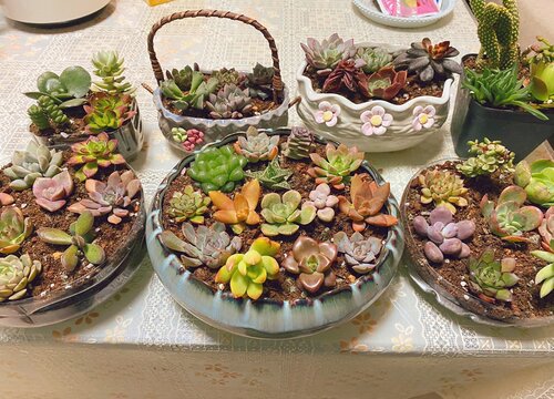 如何给多肉植物进行组盆