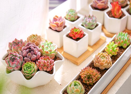 如何给多肉植物进行组盆