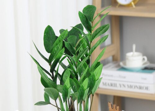 金钱树如何养护生长的快