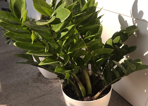 金钱树如何养护生长的快