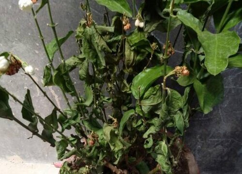 茉莉花炭疽病的发病原因及治疗方法