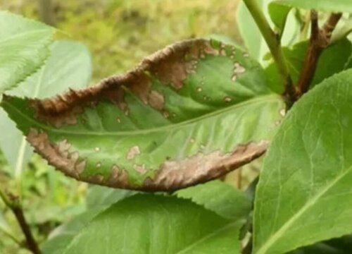 茉莉花炭疽病的发病原因及治疗方法