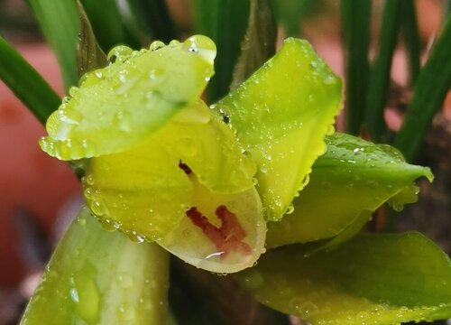 给兰花修剪残花有哪些技巧