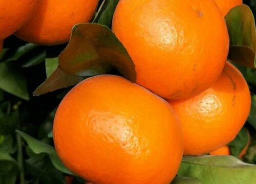 沃柑是转基因水果吗