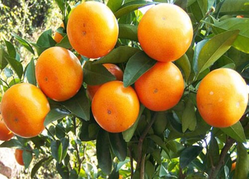 沃柑是转基因水果吗