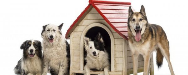 做梦梦到狗生小狗什么意思