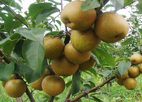 梨树几月份剪枝最好