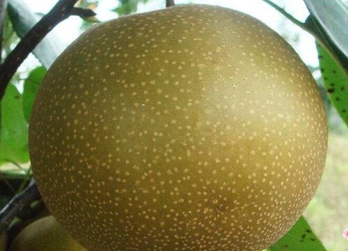 梨树几月份剪枝最好