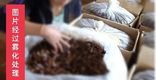 蟑螂为什么叫小强