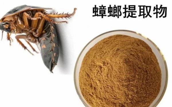 蟑螂为什么叫小强