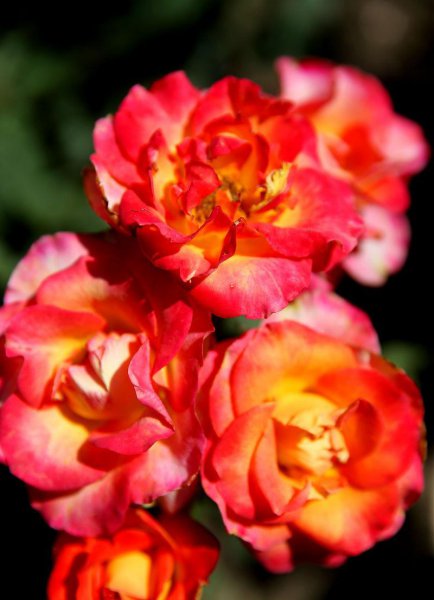 月季花嫁接在什么树桩上可以成活