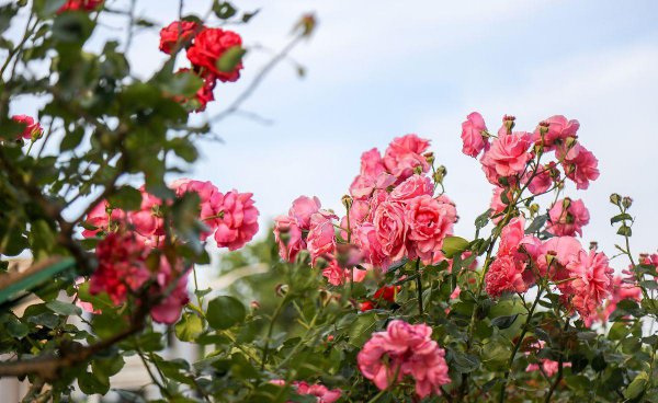 月季花嫁接在什么树桩上可以成活