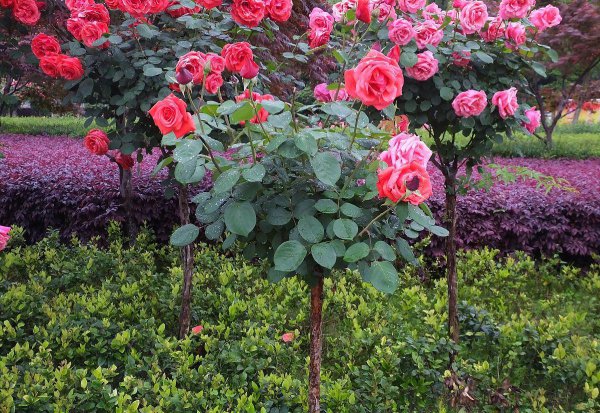 月季花嫁接在什么树桩上可以成活