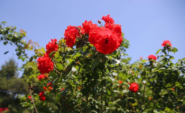 月季花嫁接在什么树桩上可以成活