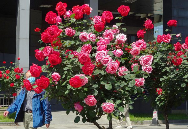 月季花嫁接在什么树桩上可以成活