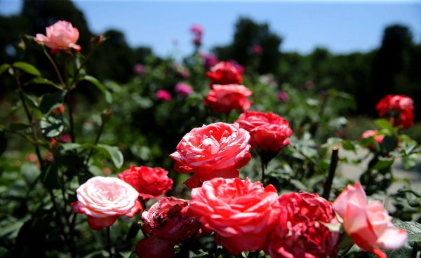 月季花嫁接在什么树桩上可以成活