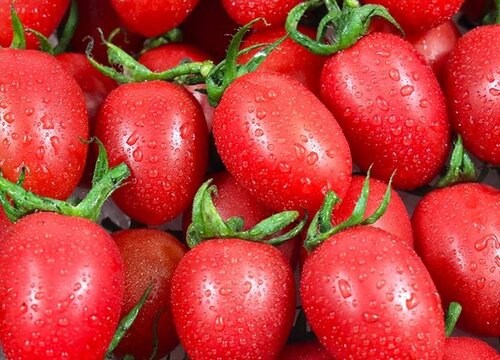 小番茄种植时间和方法