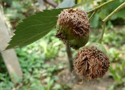 山楂树病虫害防治技术与方法措施