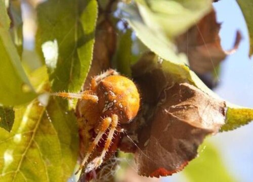 山楂树病虫害防治技术与方法措施