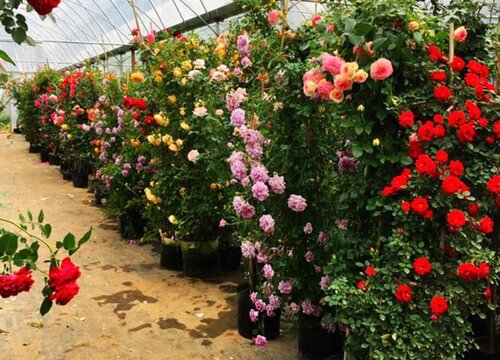 月季花分枝少、弱苗的促笋方法