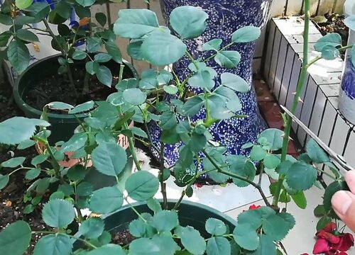 月季花分枝少、弱苗的促笋方法