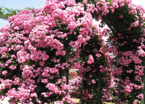 安吉拉月季的优缺点