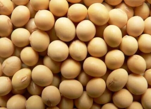 2023年大豆会涨吗