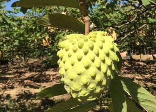 释迦果好吃吗 什么味道