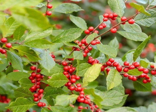 北美冬青摆放风水