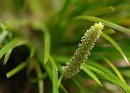 菖蒲什么时候开花